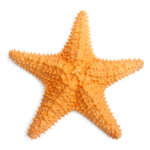 favicon_starfish